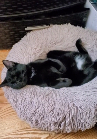 Illustration de l'article : Ce chat découvre pour la première fois le nouveau chaton de la maison (vidéo)