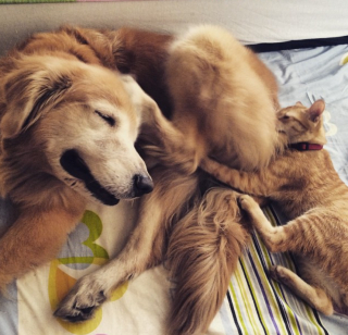 Illustration de l'article : La complicit&eacute; inattendue entre le nouveau chaton de la famille et un Golden Retriever adulte (vid&eacute;o)