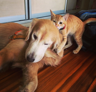 Illustration de l'article : La complicit&eacute; inattendue entre le nouveau chaton de la famille et un Golden Retriever adulte (vid&eacute;o)