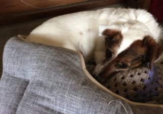 Illustration de l'article : N’imaginant pas sa vie sans animal de compagnie, une femme de 96 ans décide d’ouvrir sa porte à un chien senior