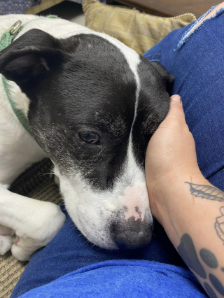 Illustration de l'article : Après 3 ans de maltraitances et 4 années à attendre une famille au refuge, un chien nous prouve qu’il n’est jamais trop tard pour se reconstruire et profiter d’une nouvelle vie