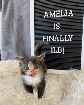 Illustration de l'article : Condamn&eacute; &agrave; ne pas survivre plus de 24 heures, ce chaton et sa famille c&eacute;l&egrave;brent chaque nouvelle journ&eacute;e comme une victoire 