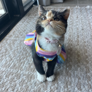 Illustration de l'article : Condamn&eacute; &agrave; ne pas survivre plus de 24 heures, ce chaton et sa famille c&eacute;l&egrave;brent chaque nouvelle journ&eacute;e comme une victoire 