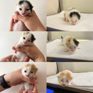 Illustration de l'article : Des bienfaiteurs tentent le tout pour le tout en prenant en charge des chatons en &eacute;tat critique