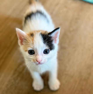 Illustration de l'article : Des bienfaiteurs tentent le tout pour le tout en prenant en charge des chatons en &eacute;tat critique