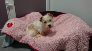 Illustration de l'article : Victime de mauvais traitements, une chienne reste marquée par l’angoisse et se montre très méfiante à l’égard des humains