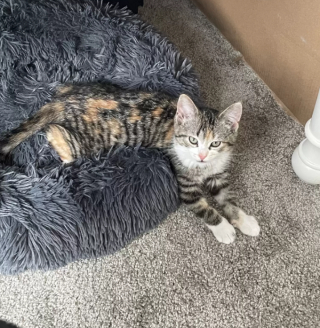 Illustration de l'article : Une chatte altruiste sauve la vie d&rsquo;un serpent apr&egrave;s l&rsquo;avoir d&eacute;couvert en mauvaise posture