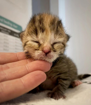 Illustration de l'article : Abandonné alors qu’il n’avait que quelques jours, ce chaton trouve du réconfort auprès de peluches soigneusement sélectionnées par sa mère d’accueil