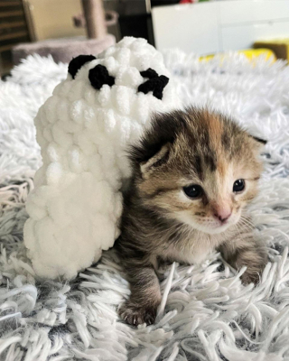 Illustration de l'article : Abandonné alors qu’il n’avait que quelques jours, ce chaton trouve du réconfort auprès de peluches soigneusement sélectionnées par sa mère d’accueil