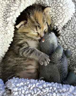 Illustration de l'article : Abandonné alors qu’il n’avait que quelques jours, ce chaton trouve du réconfort auprès de peluches soigneusement sélectionnées par sa mère d’accueil