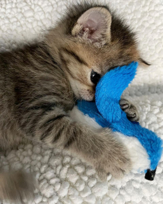 Illustration de l'article : Abandonné alors qu’il n’avait que quelques jours, ce chaton trouve du réconfort auprès de peluches soigneusement sélectionnées par sa mère d’accueil