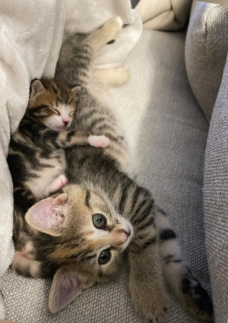 Illustration de l'article : Abandonné alors qu’il n’avait que quelques jours, ce chaton trouve du réconfort auprès de peluches soigneusement sélectionnées par sa mère d’accueil