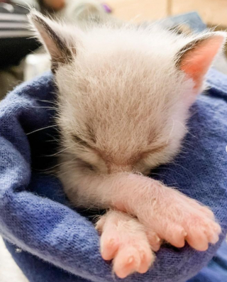 Illustration de l'article : La transformation d’un chaton qui ne pesait que 99 grammes le jour de son sauvetage