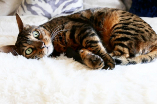 Illustration de l'article : Dans l’attente d’une petite sœur avec qui tout partager, ce chat reçoit une belle surprise de la part de ses propriétaires (vidéo)