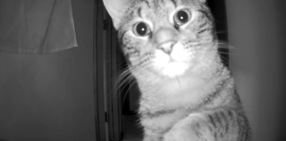 Illustration de l'article : Un propriétaire pensait pouvoir filmer son chat en son absence, mais l’animal avait d’autres plans (vidéo)