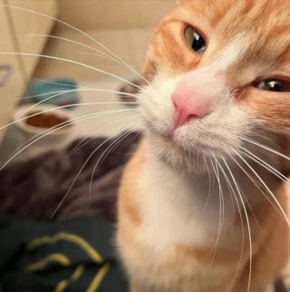 Illustration de l'article : Secourue alors qu’elle était blessée, cette chatte a réservé une belle surprise à ses sauveteurs