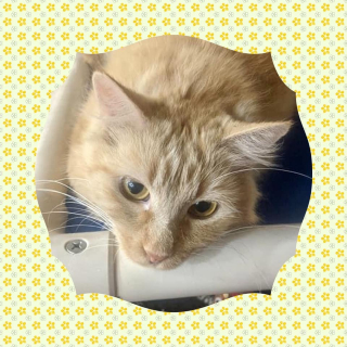 Illustration de l'article : En entendant des chatons miauler, une mère chatte ne peut s’empêcher de voler à leur secours