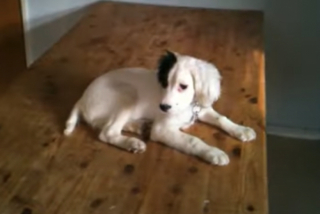 Illustration de l'article : Abandonnée à l’âge de 2 mois, cette chienne atteinte de surdité rejoint une famille ayant à cœur de lui enseigner la langue des signes (vidéo)