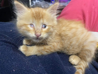 Illustration de l'article : Un chaton de refuge malvoyant trouve une mère de cœur prête à l’accueillir comme son propre petit