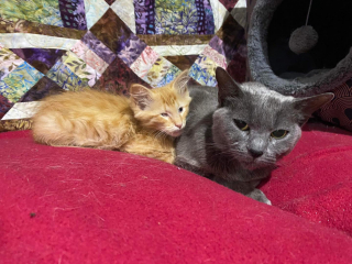 Illustration de l'article : Un chaton de refuge malvoyant trouve une mère de cœur prête à l’accueillir comme son propre petit