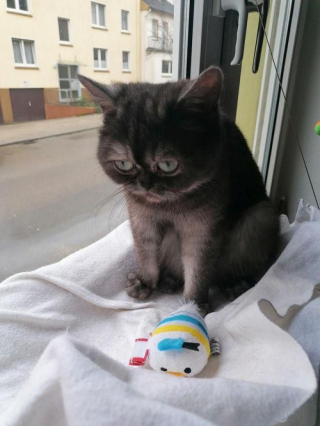 Illustration de l'article : À cause de son apparence atypique, cette chatte pourtant adorable ne parvient pas à séduire une famille d’adoptants