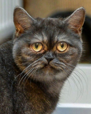 Illustration de l'article : À cause de son apparence atypique, cette chatte pourtant adorable ne parvient pas à séduire une famille d’adoptants