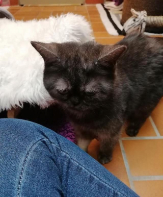 Illustration de l'article : À cause de son apparence atypique, cette chatte pourtant adorable ne parvient pas à séduire une famille d’adoptants