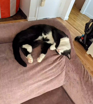 Illustration de l'article : Une seconde chance pour Chip : ce chat a appris à faire confiance et vivre heureux après des débuts difficiles