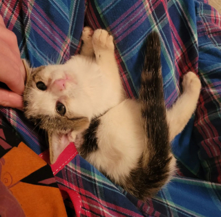 Illustration de l'article : Le sauvetage de Stinky Kevin, un petit félin en détresse sur le bord de la route