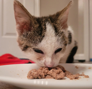 Illustration de l'article : Le sauvetage de Stinky Kevin, un petit félin en détresse sur le bord de la route