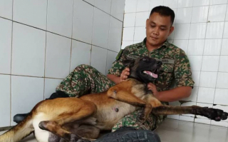 Illustration de l'article : « Pour une raison quelconque », ce chien militaire qui se montrait agressif avec tout le monde accorde sa confiance à un homme