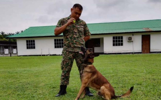 Illustration de l'article : « Pour une raison quelconque », ce chien militaire qui se montrait agressif avec tout le monde accorde sa confiance à un homme