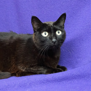 Illustration de l'article : Devant l’insistance de son chien, une femme ouvre une glacière et découvre son contenu avec choc