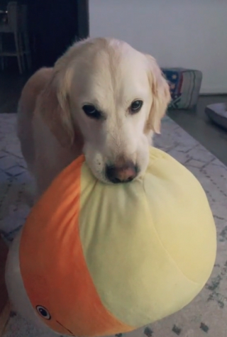 Illustration de l'article : Une femme trouve le moyen de transport id&eacute;al pour continuer de promener sa chienne &acirc;g&eacute;e (vid&eacute;o)