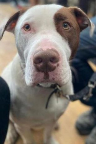 Illustration de l'article : Abandonné parce que trop gentil, ce chien recherche une famille capable de l’aimer comme il est