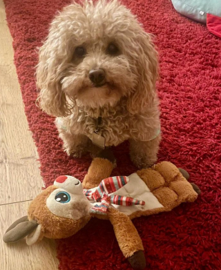 Illustration de l'article : La belle revanche d&rsquo;Henry sur la vie, chien paralys&eacute; autrefois destin&eacute; &agrave; l&rsquo;euthanasie