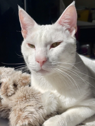 Illustration de l'article : Malmené par ses congénères, ce chat errant aspire à une vie bien plus sereine