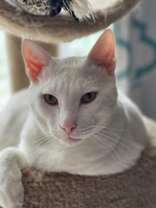 Illustration de l'article : Malmené par ses congénères, ce chat errant aspire à une vie bien plus sereine