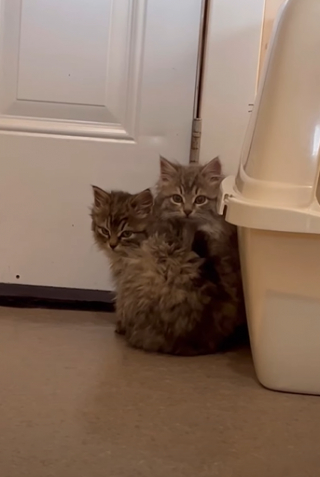 Illustration de l'article : Terrorisé par l’humain, ce chat refusant de se laisser attraper a finalement revu ses positions 