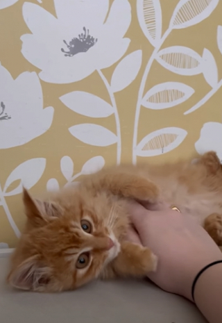 Illustration de l'article : Terrorisé par l’humain, ce chat refusant de se laisser attraper a finalement revu ses positions 