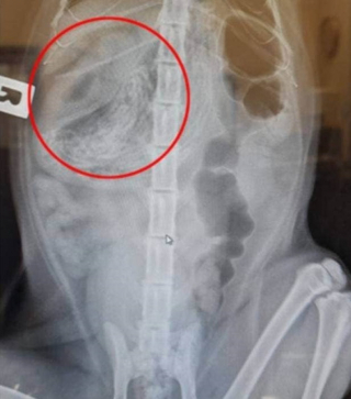 Illustration de l'article : Trouvant une masse suspecte dans l’organisme d’un chat, des vétérinaires réalisent leur erreur en approfondissant leurs examens