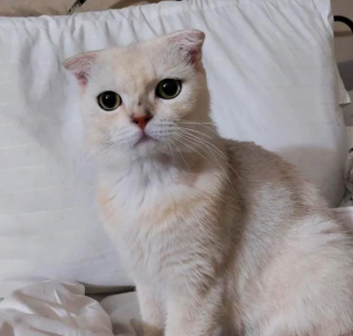 Illustration de l'article : Un chat vivant seul au milieu d’un chantier suscite l’empathie des ouvriers