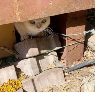 Illustration de l'article : Un chat vivant seul au milieu d’un chantier suscite l’empathie des ouvriers