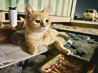 Illustration de l'article : Un soldat refuse d’abandonner une chatte affectueuse après que celle-ci lui ait apporté du réconfort 