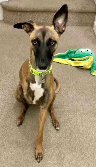 Illustration de l'article : Abandonn&eacute;e &agrave; cause de son handicap, cette chienne cherchait une famille capable de l&rsquo;aimer comme elle &eacute;tait