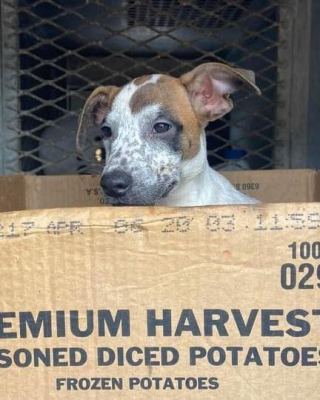 Illustration de l'article : La vision déchirante d’un chien refusant de quitter le carton dans lequel il a été abandonné