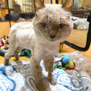 Illustration de l'article : Un f&eacute;lin malade offre une belle le&ccedil;on de vie &agrave; tous ceux qui croisent son chemin gr&acirc;ce &agrave; sa combativit&eacute;