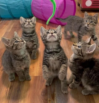 Illustration de l'article : 6 petits orphelins trouvent du réconfort auprès du chat résident de leur maison d’accueil