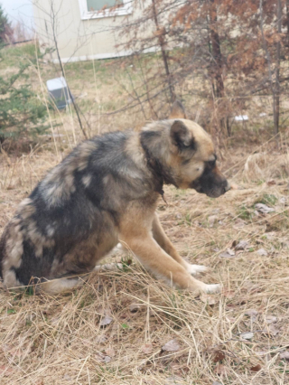 Illustration de l'article : Tandis que tout le monde la croyait d&eacute;c&eacute;d&eacute;e, une chienne bless&eacute;e refait surface et mobilise de nombreux sauveteurs