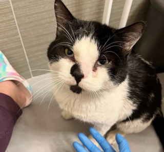 Illustration de l'article : Une automobiliste ouvre sa porti&egrave;re et un chat errant saute sur l&rsquo;occasion pour demander de l&rsquo;aide